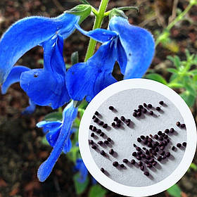Шавлія відхилена насіння 0,05 гр (прибл 30 шт) (Salvia pratensis)