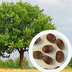 Дуб Македонський насіння (5 шт) (Quercus trojana) жолудь троянський