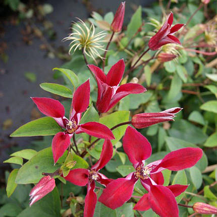 Клематис Граветай Б'юті / C2 / 3 роки / Clematis Gravetye Beauty, фото 2