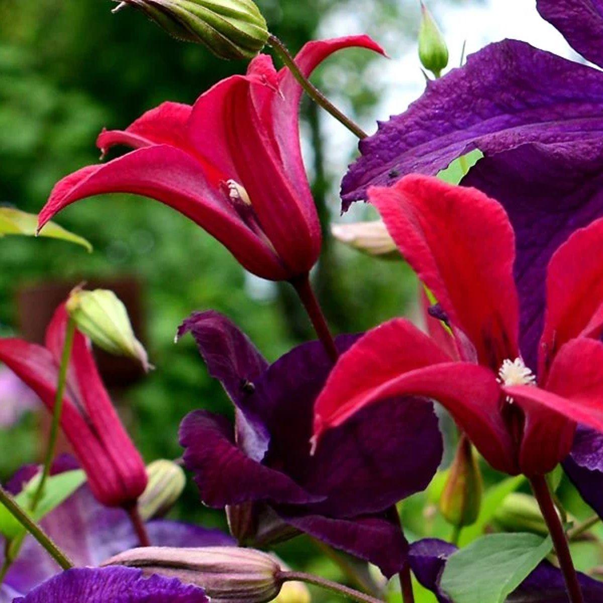 Клематис Граветай Б'юті / C2 / 3 роки / Clematis Gravetye Beauty