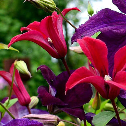 Клематис Граветай Б'юті / C2 / 3 роки / Clematis Gravetye Beauty, фото 1