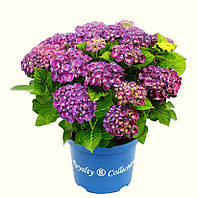 Гортензія великолиста Royalty® Collection Rosie Purple (Розі Пурпур) горщик с3