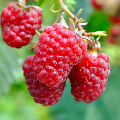 Саджанці ремонтантної малини Париж - солодка, крупноплоднная, промислова, фото 1