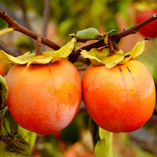 Хурма Шарон (дворічна) - привита, самоплідна, рання, морозостійка