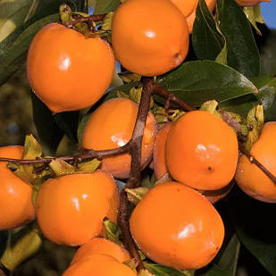 Хурма Корольок (трьохрічна) - привита, середня, самоплідна, солодка