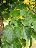 Липа Серцелиста насіння (10 шт) (Tilia cordata) дрібнолиста або звичайна морозостійка (-35°C) медонос, фото 5