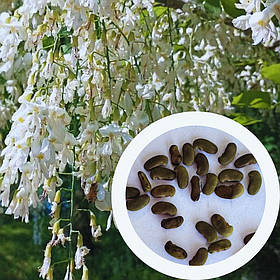 Кладрастис Кентукійський насіння (10 шт) (Cladrastis kentukea) американське жовте дерево
