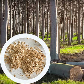 Павловнія 9501 насіння 250 мг. (прибл. 1000 шт) paulownia швидкоростуча морозостійка для деревини
