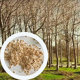 Павловнія 9501 насіння (50 шт) paulownia швидкоростуча морозостійка для деревини