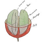 Будова кавового зерна