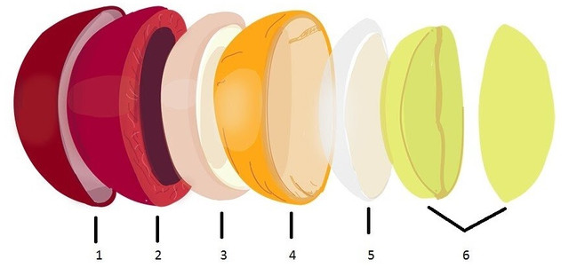 Кавове зерно — це не просто згусток рослинної речовини, а складна структура, яка проходить через кілька стадій формування, перш ніж потрапити у вашу чашку кави. Знання про будову зерна допомагає краще зрозуміти, як різні компоненти можуть впливати на смак і якість кави. У процесі оброблення, зберігання й заварювання цього зерна кожен шар відіграє свою роль, створюючи кінцевий смак і аромат напою. Кавове зерно — це не просто згусток рослинної речовини, а складна структура, яка проходить через кілька стадій формування, перш ніж потрапити у вашу чашку кави. Знання про будову зерна допомагає краще зрозуміти, як різні компоненти можуть впливати на смак і якість кави. У процесі оброблення, зберігання й заварювання цього зерна кожен шар відіграє свою роль, створюючи кінцевий смак і аромат напою.