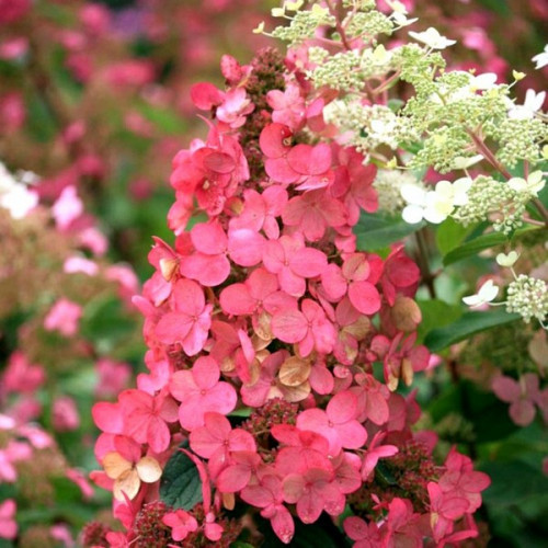Саджанці Гортензії волотистої Пінк Квін (Hydrangea paniculata Pink Queen) Р9, фото 1