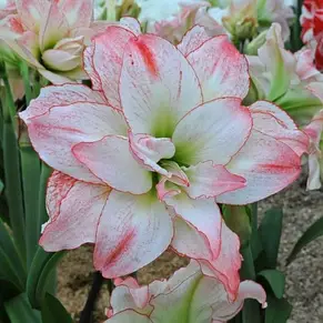Гіппеаструм махровий Aphrodite (Афродіта) цибулина 22/24 в подарунковій коробці, фото 4