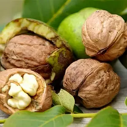 Волоський горіх "Іван Багряний" (2 річний саджанець)