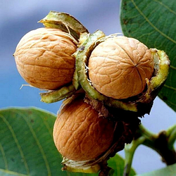 Горіх волоський "Прикарпатський" (преміальний морозостійкий, стійкий до захворювань (2 річний 1,5 м.)