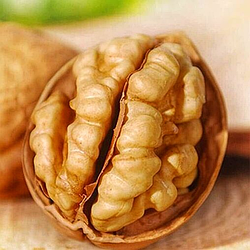 Волоський горіх "Топорівський" (середньостиглий термін дозрівання) (2 летний1,5м)