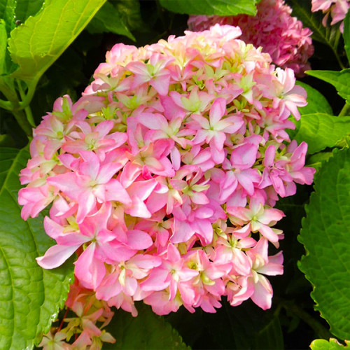 Саджанці Гортензії крупнолистної Ю енд Мі Інспайр (Hydrangea macrophylla You & Me Inspire) Р9, фото 1