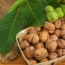 Волоський горіх "Чернівецький" 1 (2-х-річний 1,5 м.)