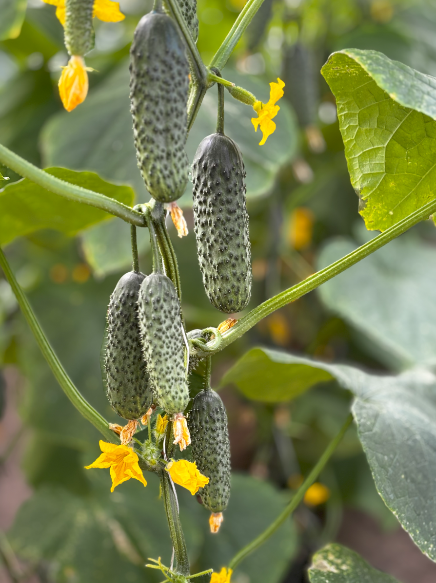 Насіння огірка Моджо F1 (Mojo F1) Manier Seeds 500