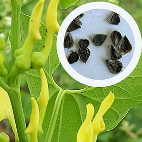 Кірказон звичайний насіння 1 гр. (прибл. 50 шт) (Aristolochia clematitis) хвилівник арістолохія
