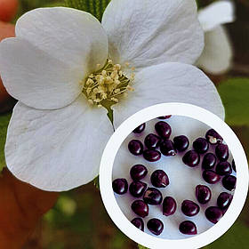 Розовик карієподібний насіння (10 шт) (Rhodotypos scándens) родотипос керієвидний