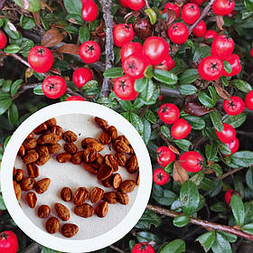 Кизильник горизонтальний насіння 1 гр. (прибл. 50 шт) (Cotoneaster horizontalis)