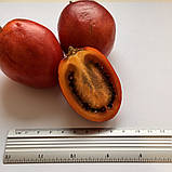 Тамарілло Томатне дерево насіння (20 шт) (Cyphomandra betacea) цифомандра помідорне дерево, фото 2