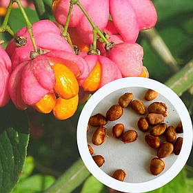 Бересклет європейський насіння (10 шт) (Euonymus europaeus) бруслина декоративна