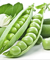 Насіння Горох "Преладо" 40 г.