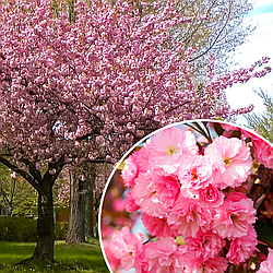 Сакура "Канзан" | Kanzan