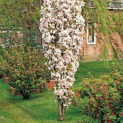 Сакура "Аманогава" | Amanogawa