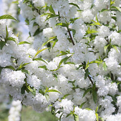 Сакура "Альба Плена" (розкішне цвітіння неймовірної краси)