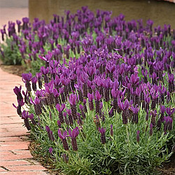 Лаванда французька "Princess" (2 річний саджанець)