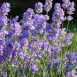 Лаванда Літл Леді. Англійський сорт