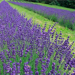 Лаванда "Кримська"  багаторічна