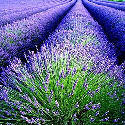 Лаванда англійська вузьколиста "Рекорд"