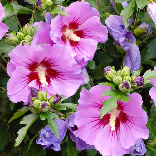 Гібіскус сирійський "Maike" (2-х літні саджанці), фото 1