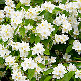 Набір натурального мила в металевій скриньці "Жасмин" (2 шт.*50 г), фото 3