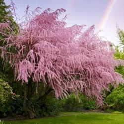 Тамарикс галузистий "Pink Cascade" (2-х річний саджанець), фото 1