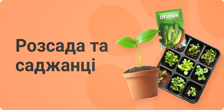 main_banner_rassada_01_02_2025