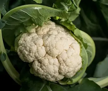 Капуста цвітна Ількар F1 20шт (Проф.Нас), фото 2