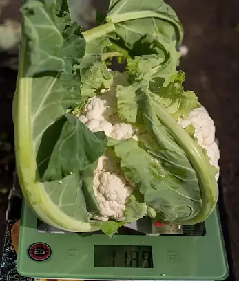 Капуста цвітна Ількар F1 20шт (Проф.Нас), фото 3