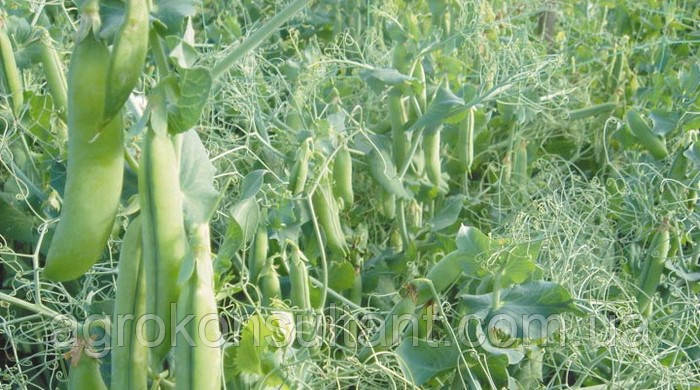 Насіння гороха Преладо (Syngenta) 100 000 насінин / 100 тис нас — ранній (58-60 днів), крупнозернистий, овочевий