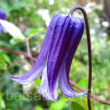 Клематис Рогучі / С2 / 3 роки / Clematis Rooguchi, фото 3