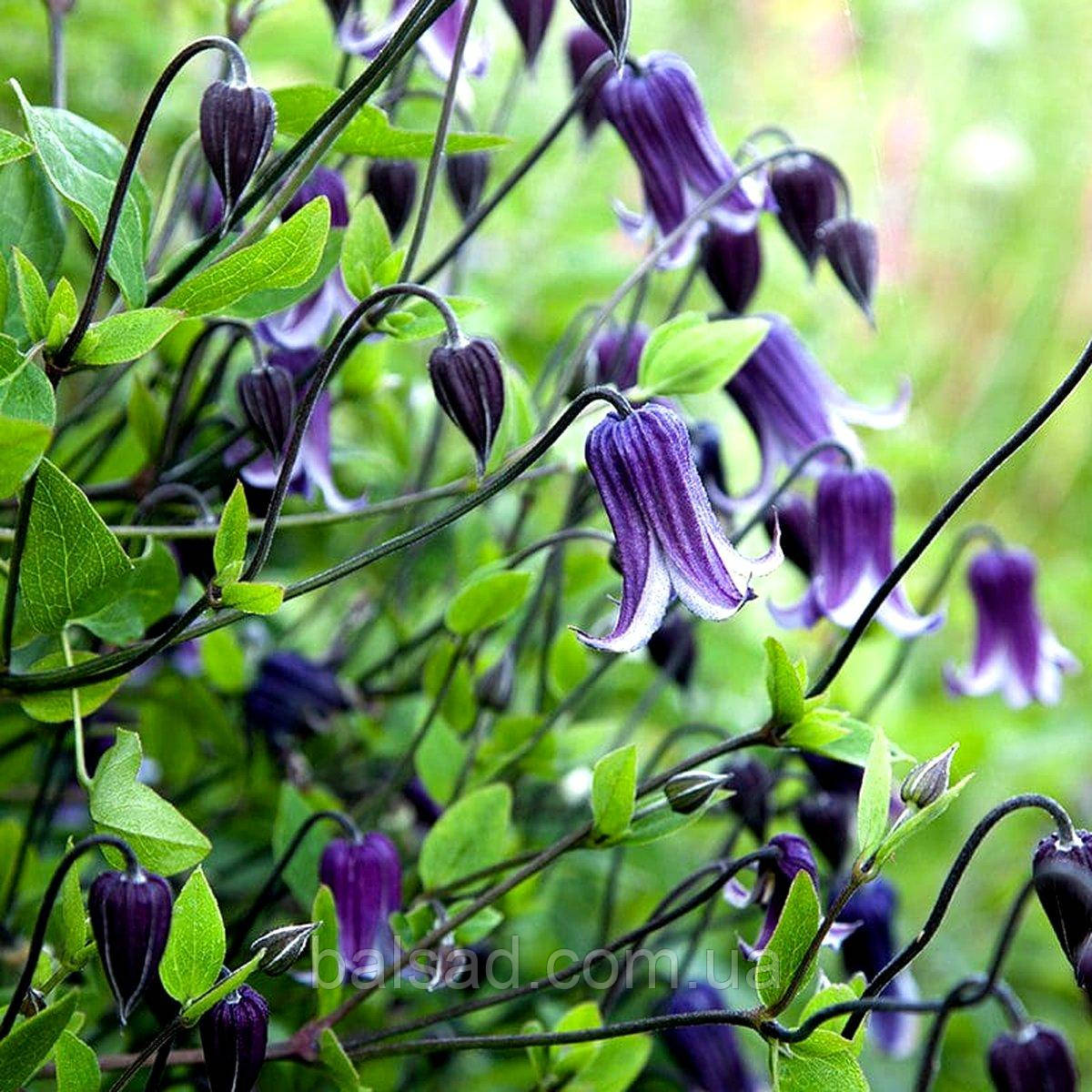 Клематис Рогучі / С2 / 3 роки / Clematis Rooguchi