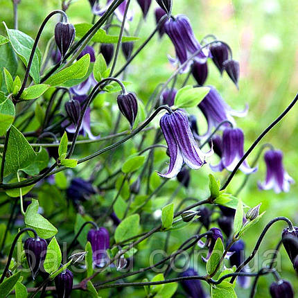 Клематис Рогучі / С2 / 3 роки / Clematis Rooguchi, фото 1