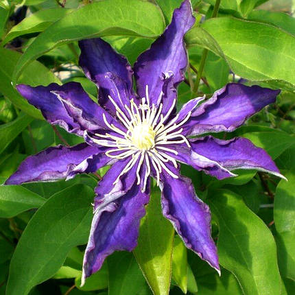 Клематис Хакуокан / C2 / 3 роки / Clematis Hakuookan, фото 2