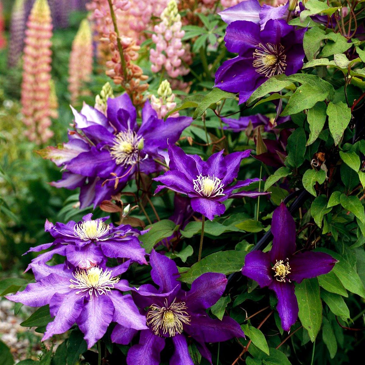 Клематис Хакуокан / C2 / 3 роки / Clematis Hakuookan