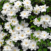 Клематис Галіна Нолл / C2 / 3 роки / Clematis Halina Noll, фото 5