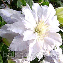 Клематис Галіна Нолл / C2 / 3 роки / Clematis Halina Noll, фото 6